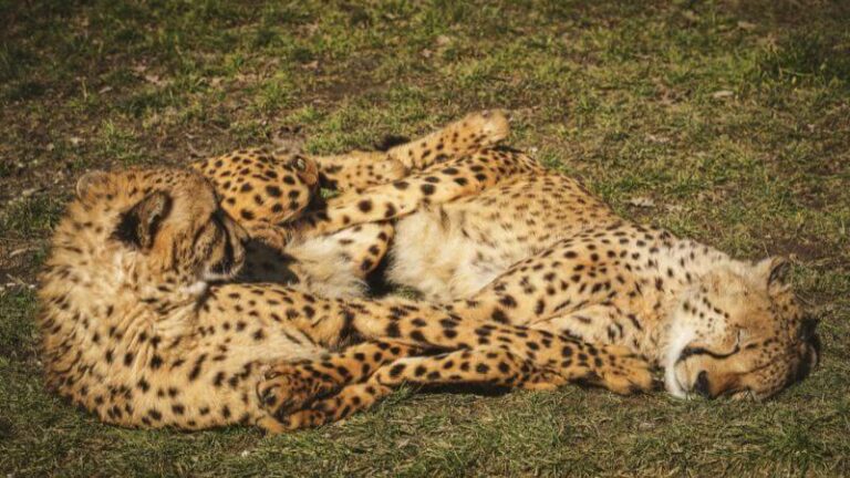 These Are The 15 Interesting Facts About The 'Big Cats' Cheetahs