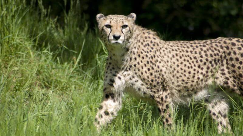These Are The 15 Interesting Facts About The 'Big Cats' Cheetahs