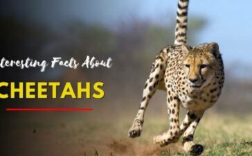 Interesting Facts About Cheetahs