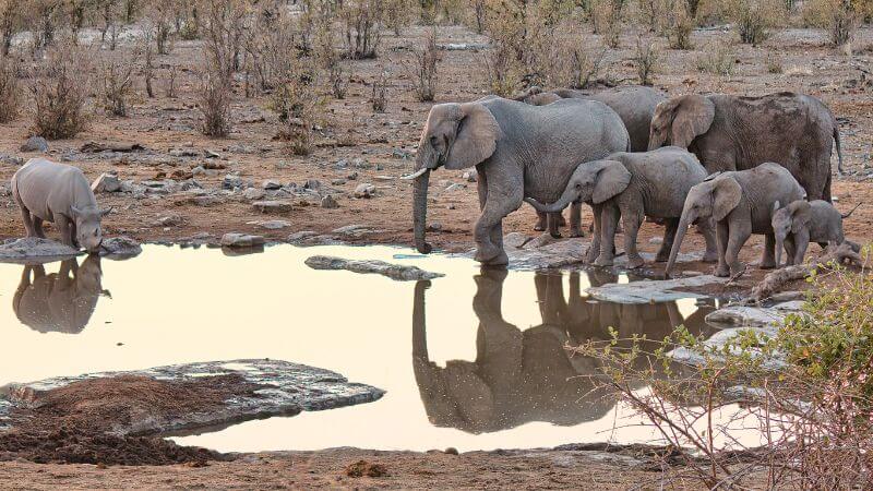 Namibia Decides To Cull Wild