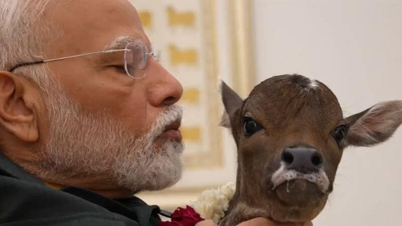 PM Narendra Modi With Deepjyoti Calf