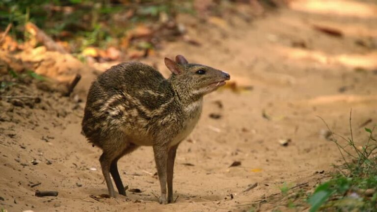 These Rare Animal Species In India That Are Truly Incredible