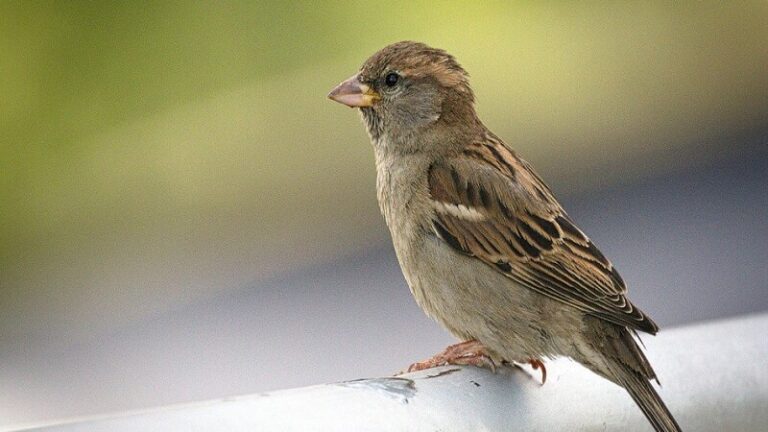 These Are The Reasons Why Sparrow And Other Birds Are Disappearing