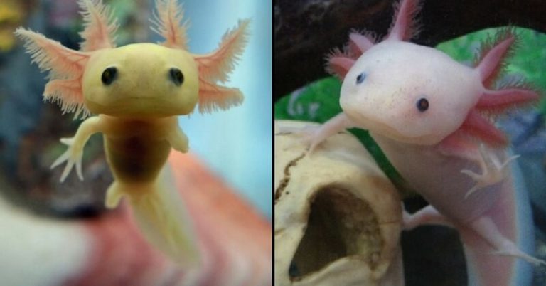 treyton the axolotl