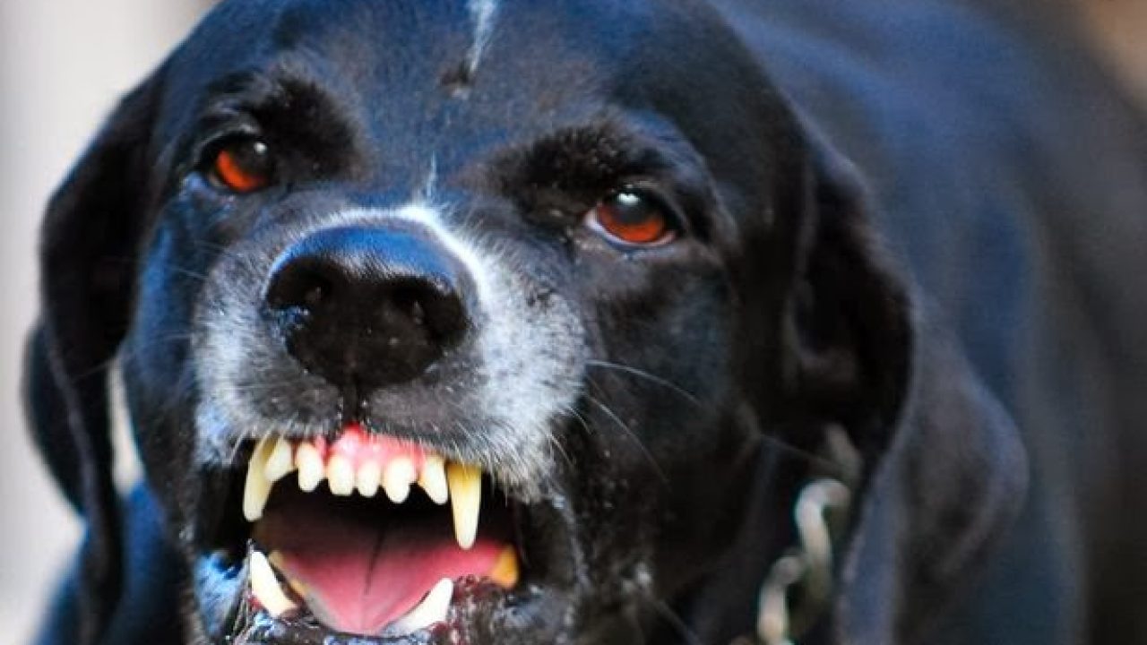 Here Are 10 Most Dangerous Dog Breeds In The World